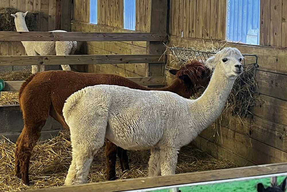 Noah Ark Zoo Farm Llamas