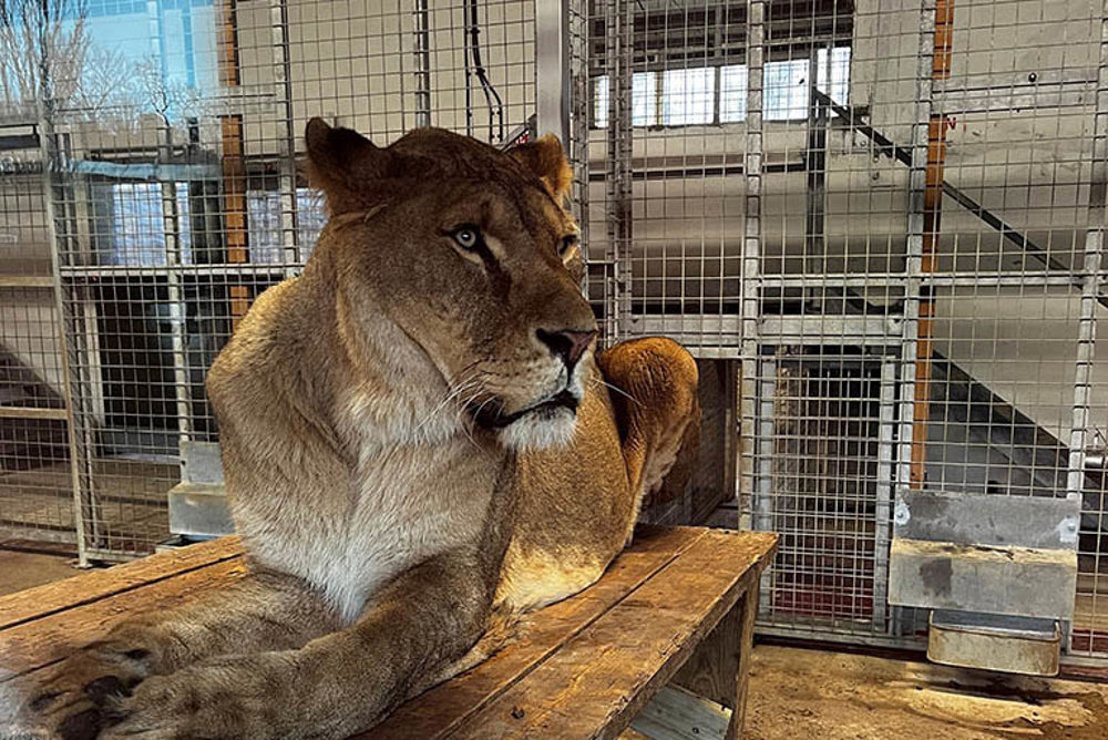 Noah Ark Zoo Farm Lion