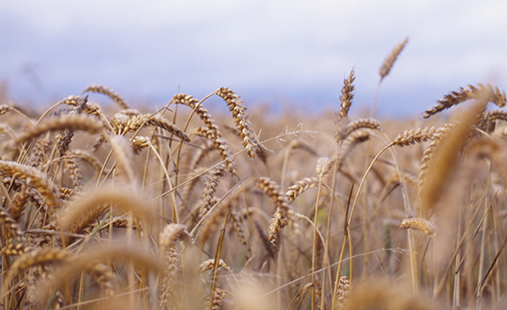 Field Of Corn